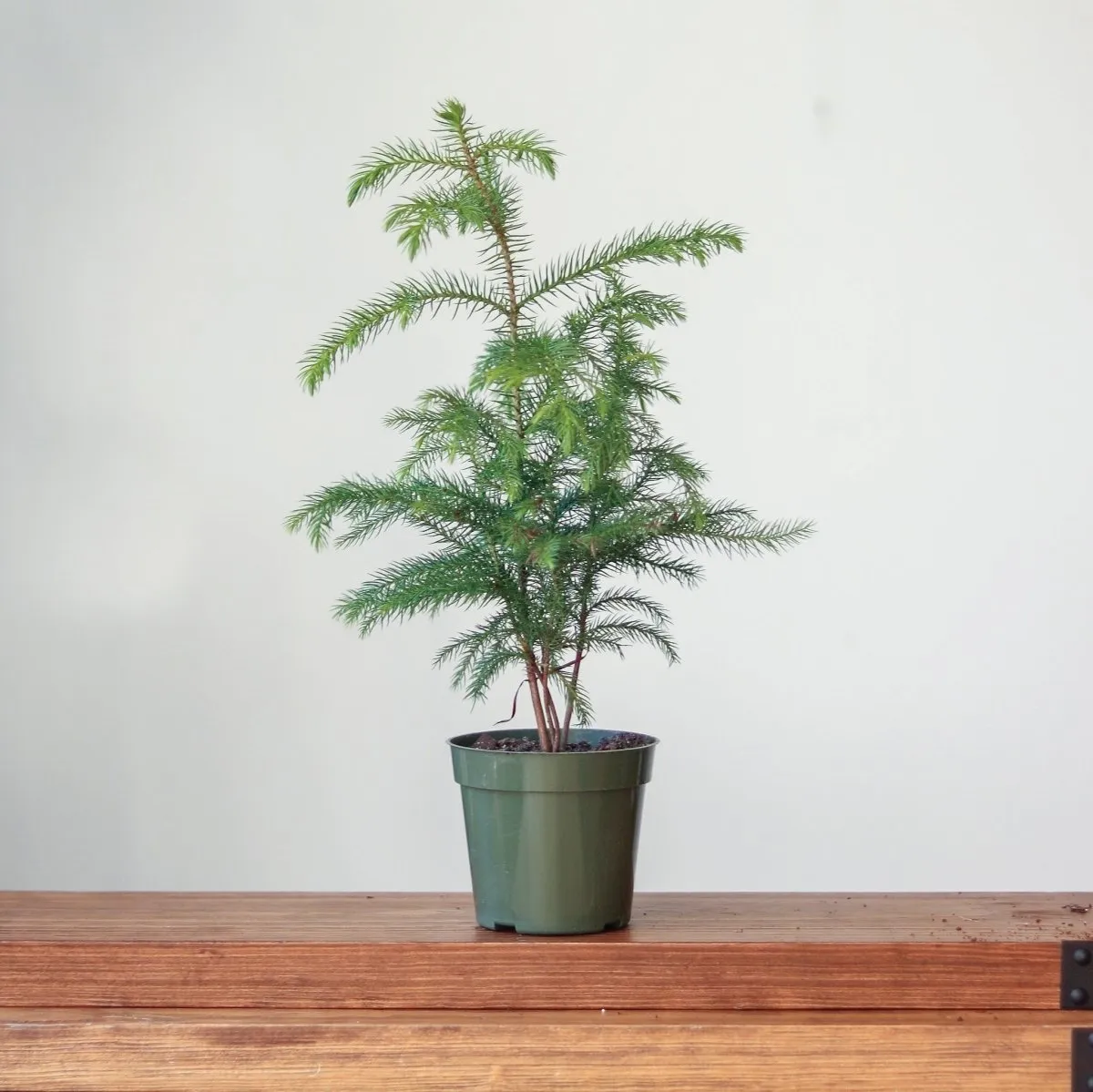 Araucaria heterophylla Norfolk Island Pine - Floor Plant