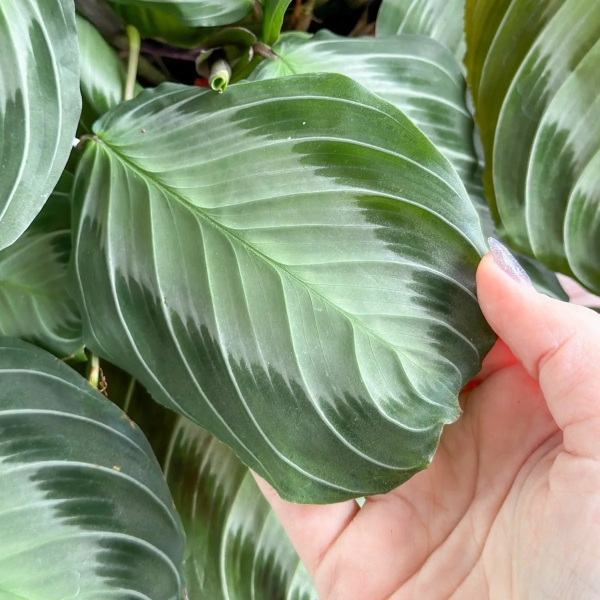 Maranta 'Silver Band' Prayer Plant - 4.5 Inch On Hoop