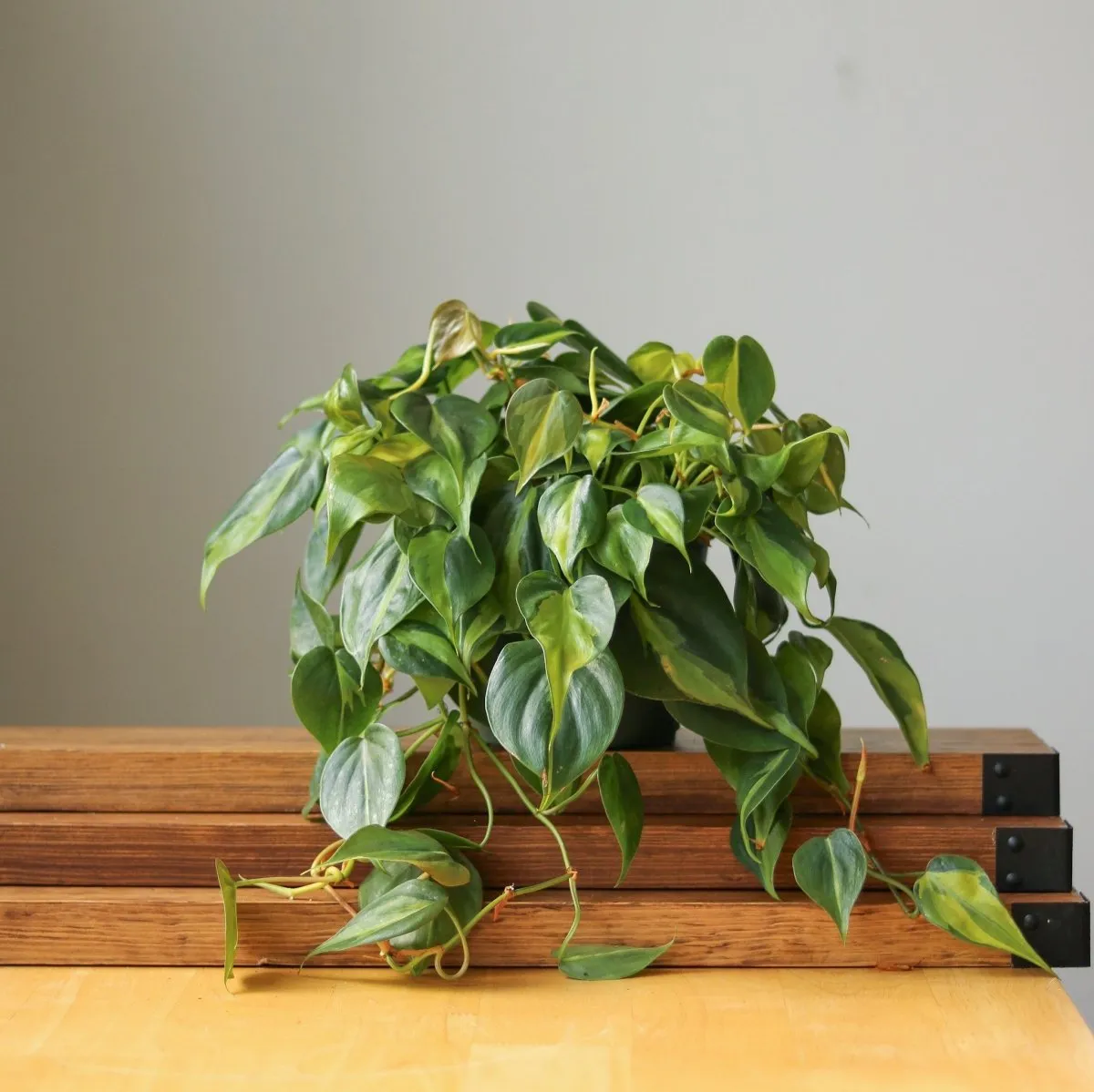 Philodendron 'Brasil' - Various Sizes Hanging Basket